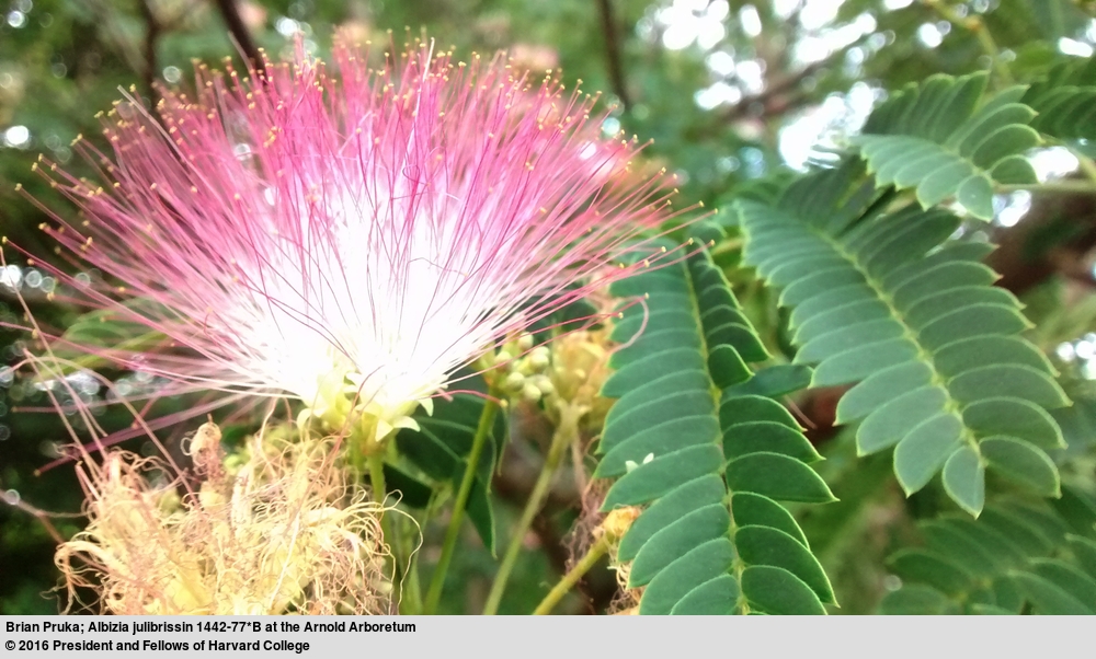 A fluffy pink flower next to finely segmented leaves