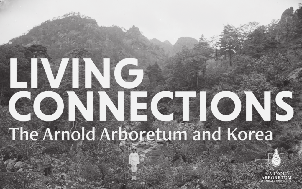 Black and white picture of trees with a man in white dress standing in the foreground, and the words "Living Connections: The Arnold Arboretum and Korea" overlaid