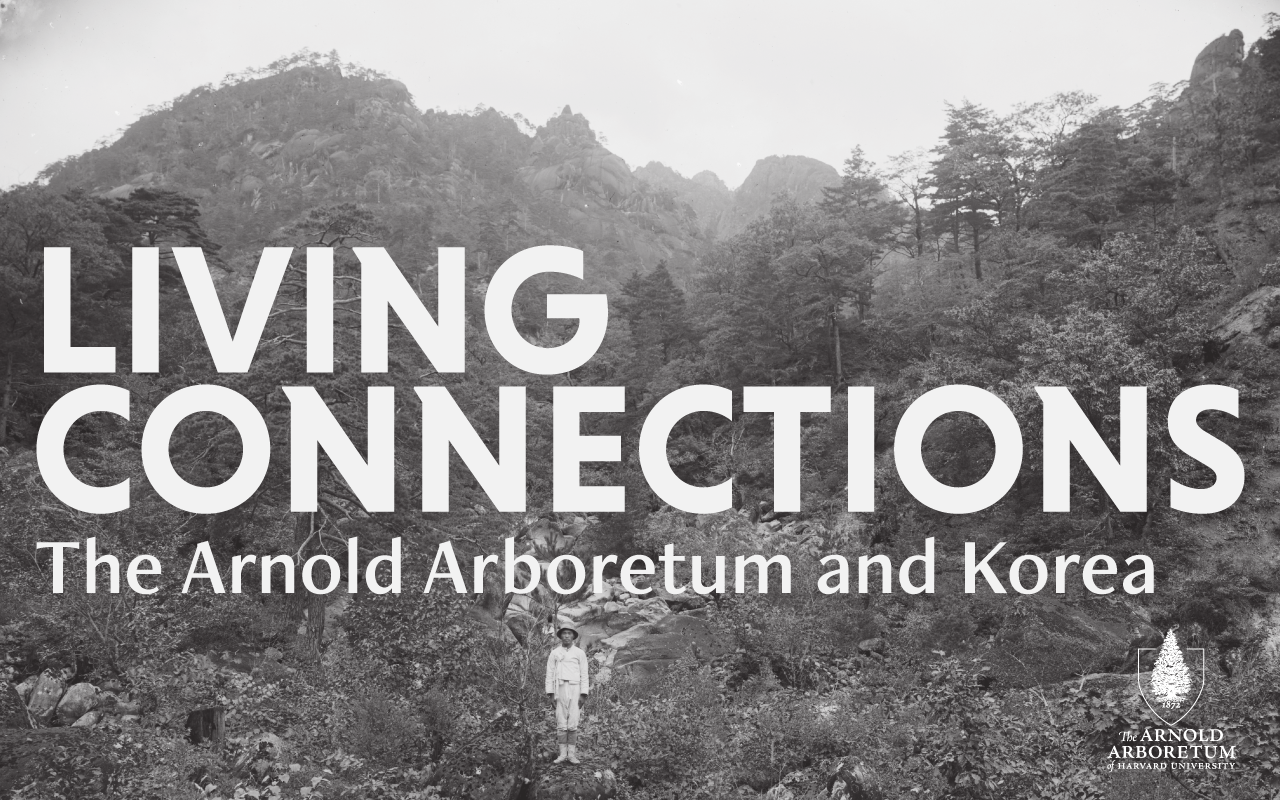 Black and white picture of trees with a man in white dress standing in the foreground, and the words "Living Connections: The Arnold Arboretum and Korea" overlaid