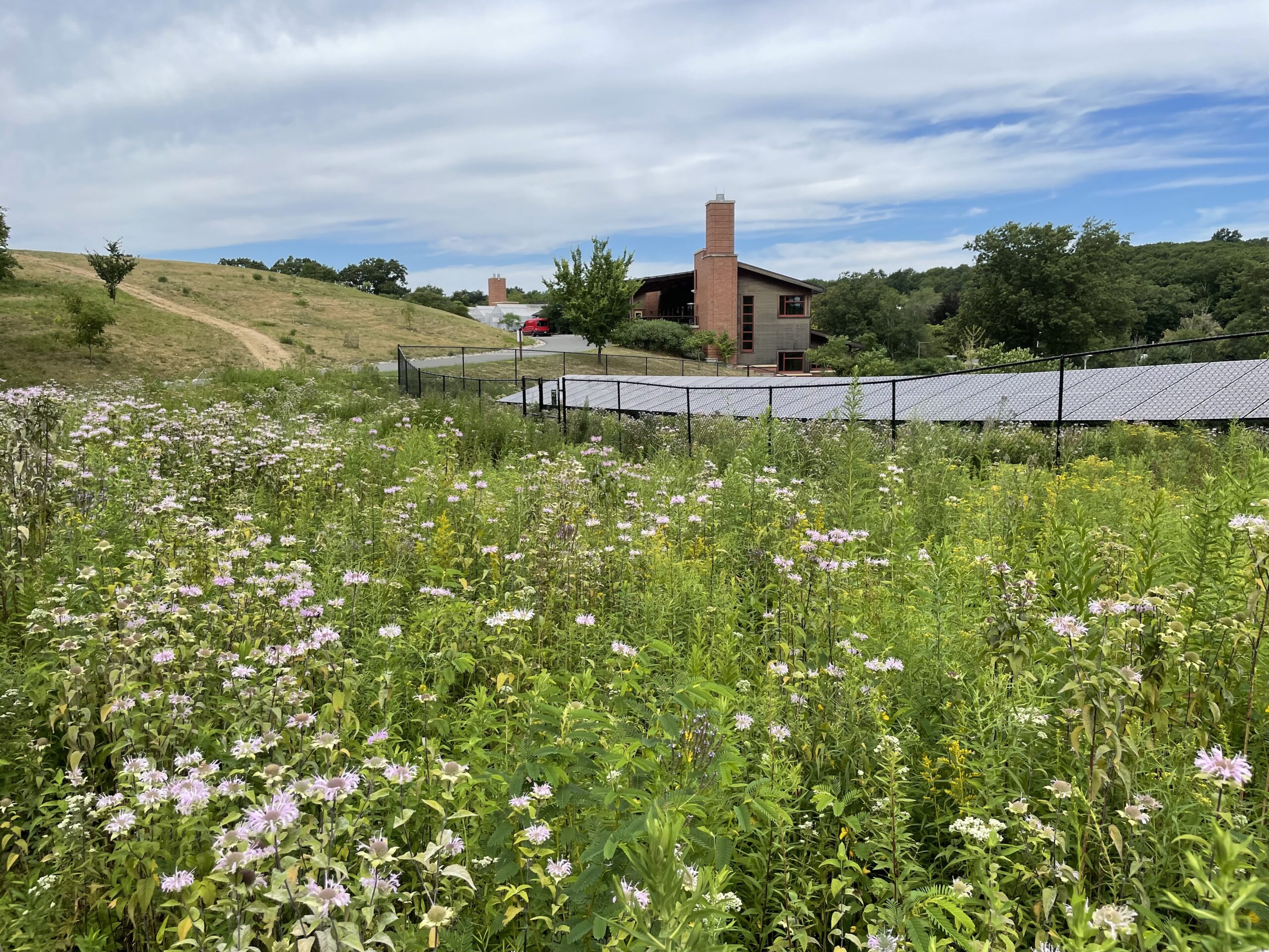 A meadow with solar panels in the background
