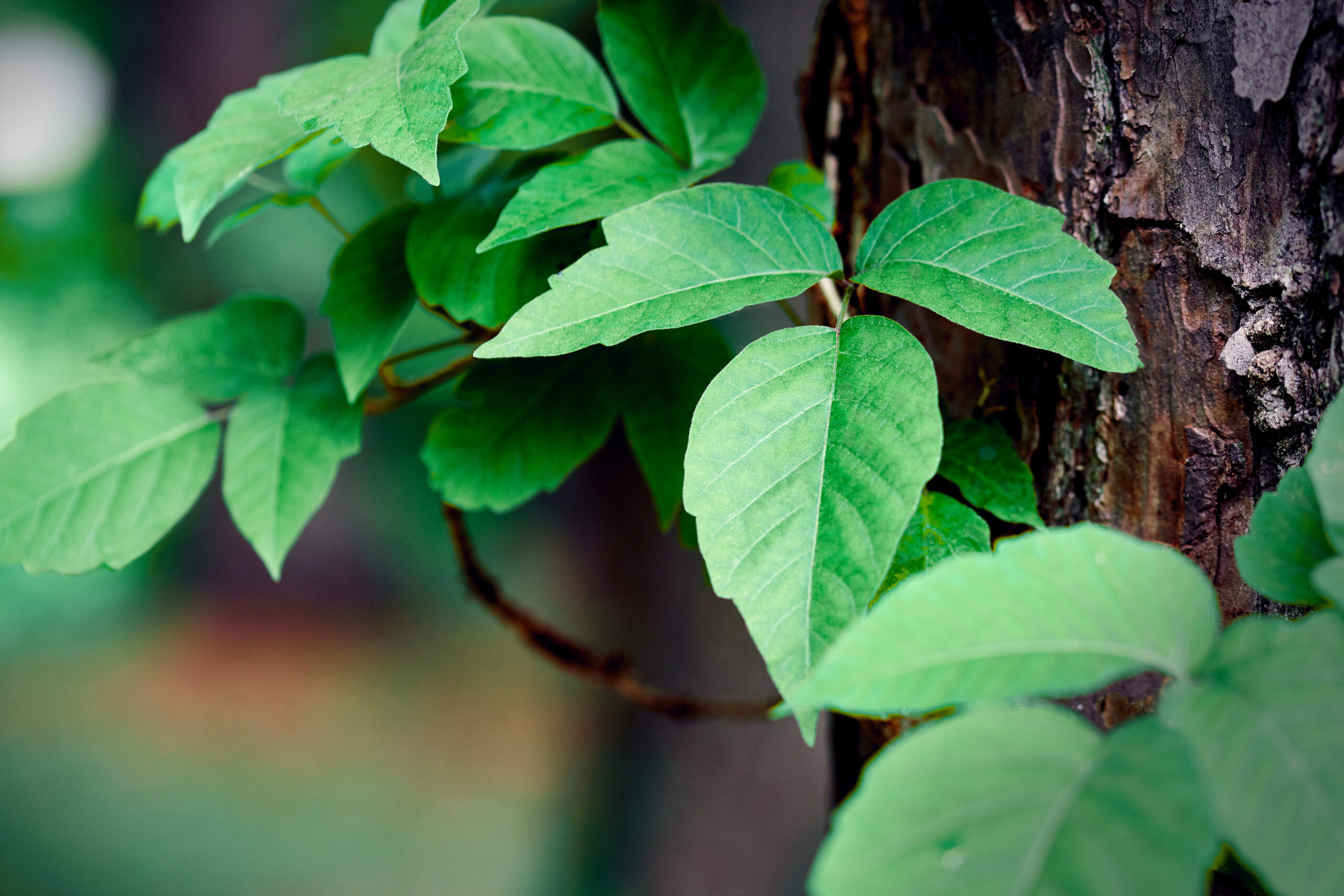 A plant with three leaflets growing near a trunk