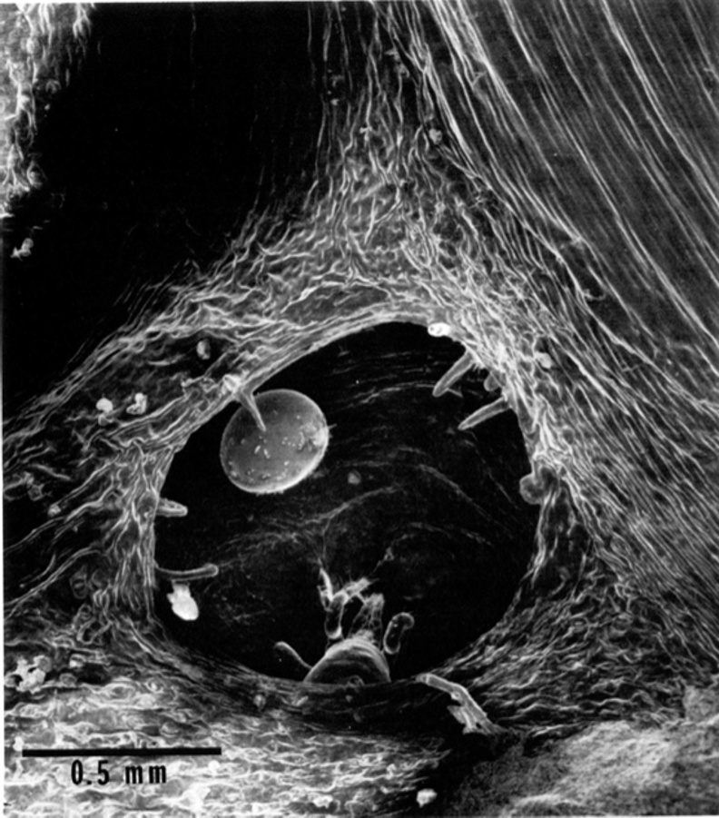Microscope image of a mite and mite egg inside a leaf domatia