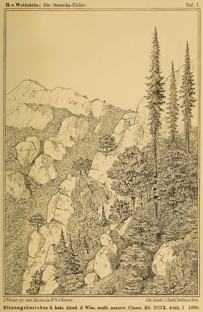 Printed image from 1890 monograph showing Serbian spruce in mountainous locale.