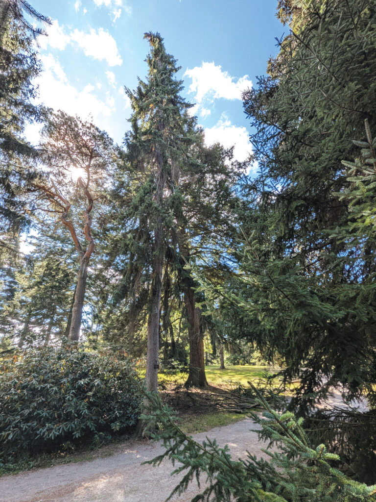 wooded area with a gravel path and several trees, focus is on on a tall Spruce tree.