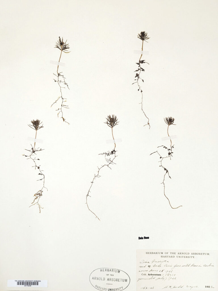 herbarium voucher