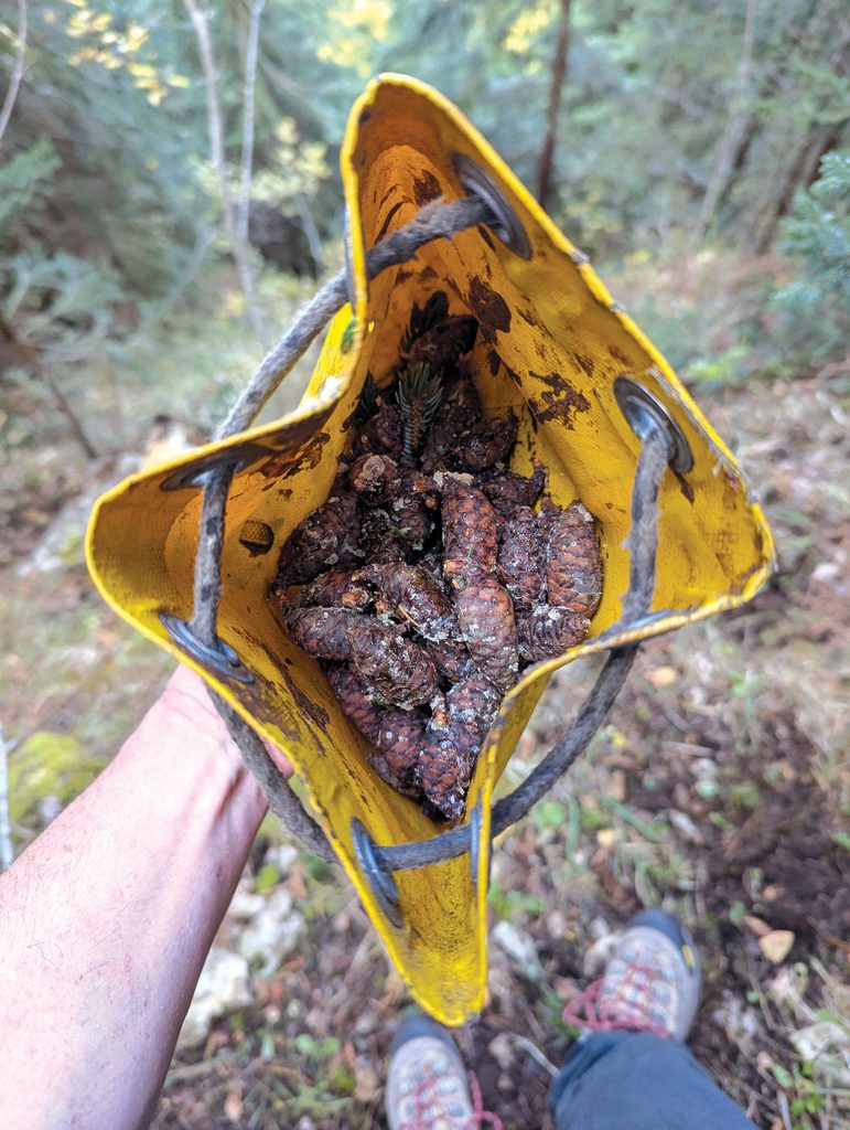 forest scene, hand holding a bag full of cones