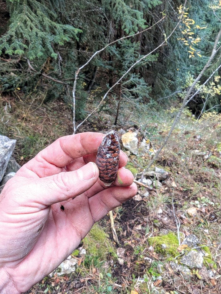 Forest scene, hand holding a small cone