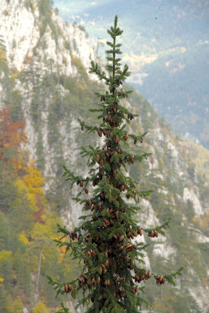 Cone-covered top of a sprice tree