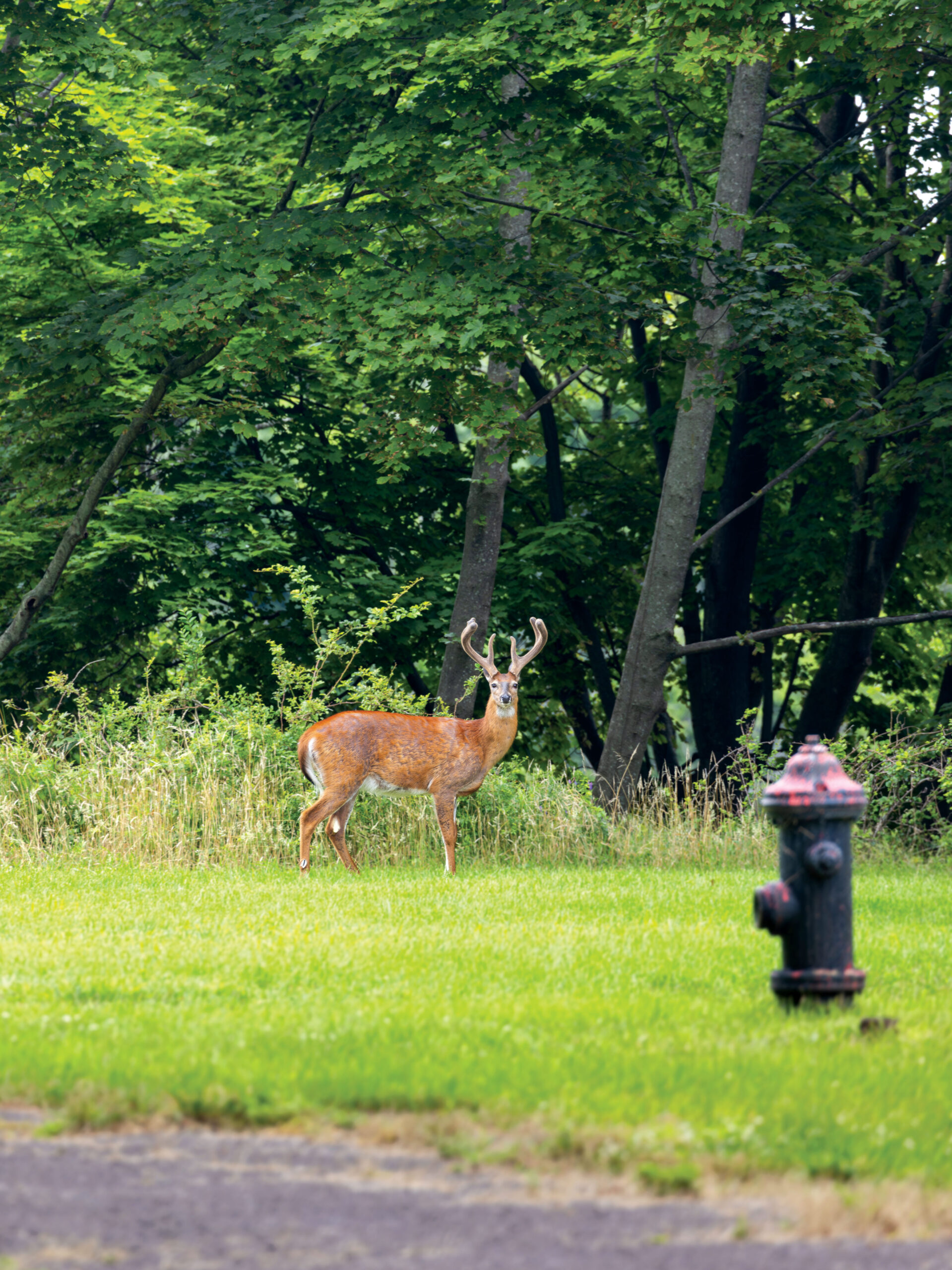 a deer and fire hydrant with a forest scene in the background