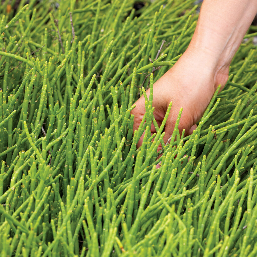A hand reaching into a patch of sea beans