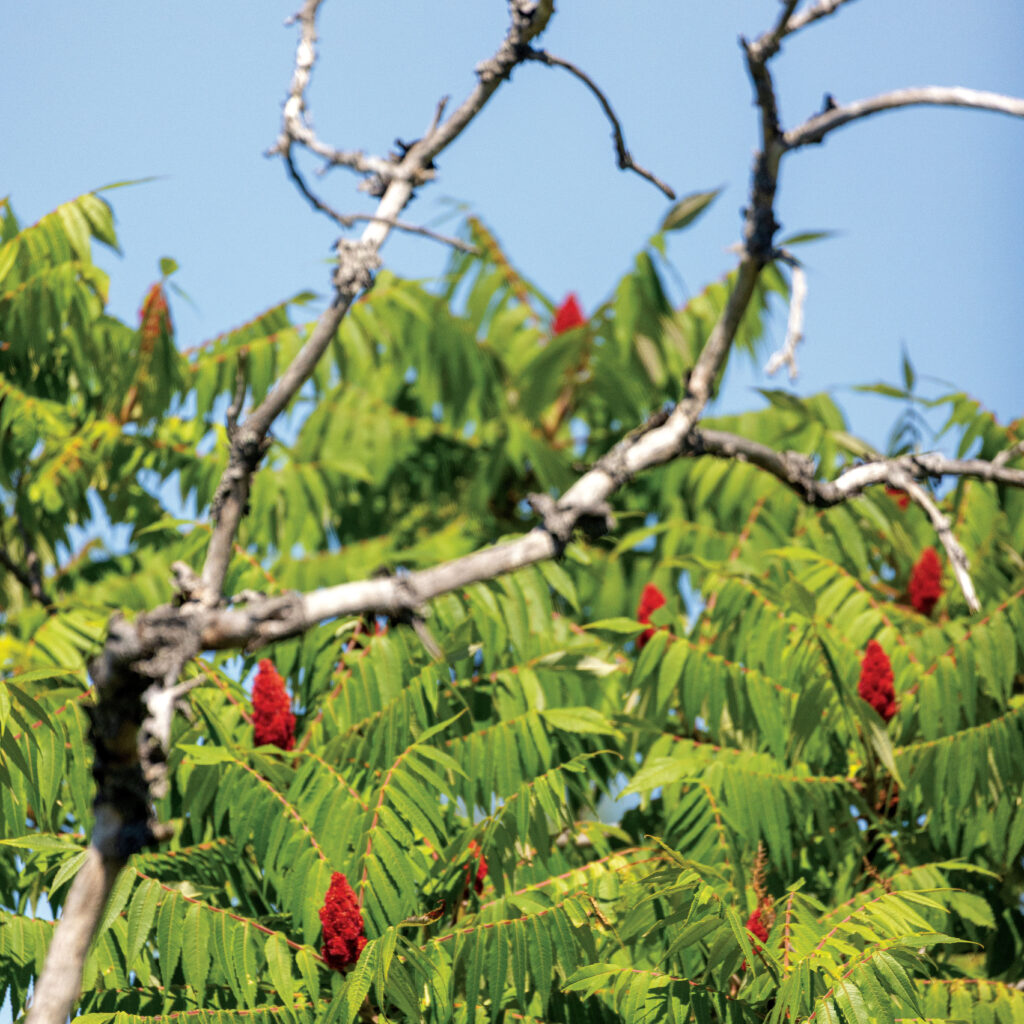 staghorn sumac tree