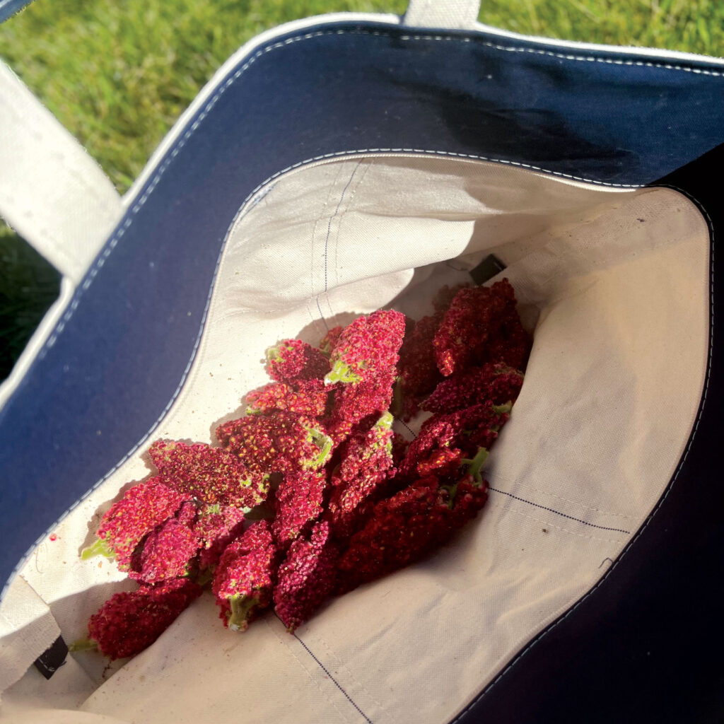 a bag of red, velvety staghorn sumac branches