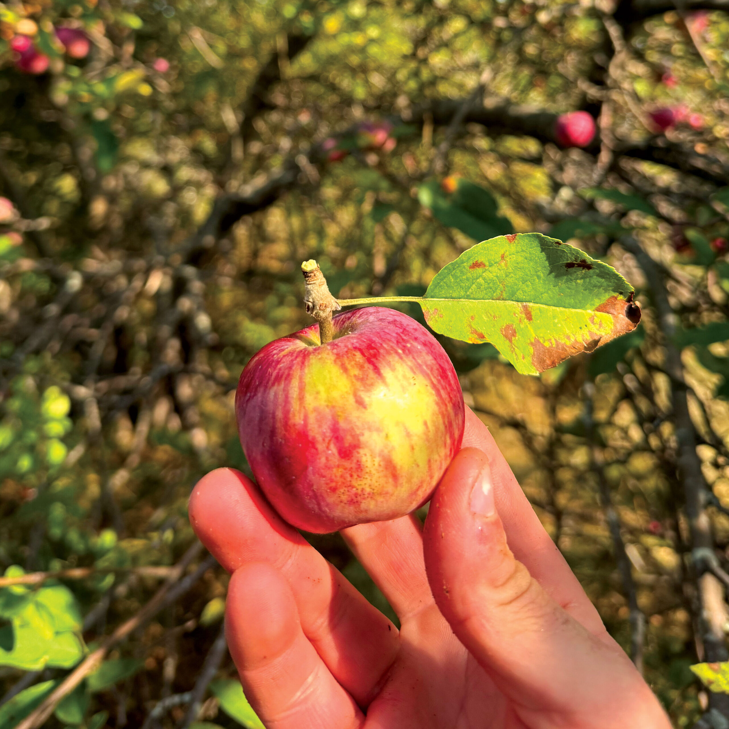 hand holding a billiard ball-sized apple