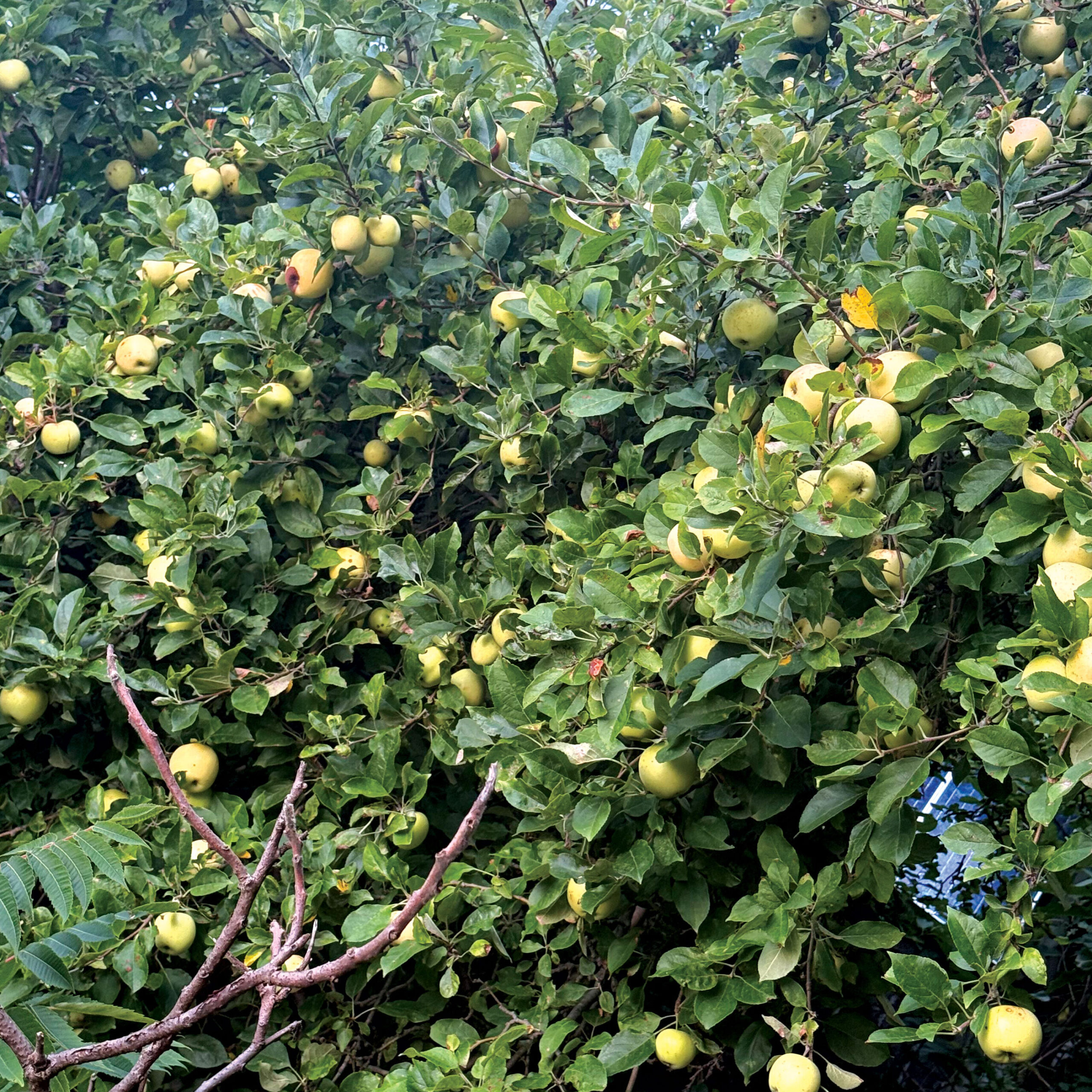 a lush tree with yellow fruit