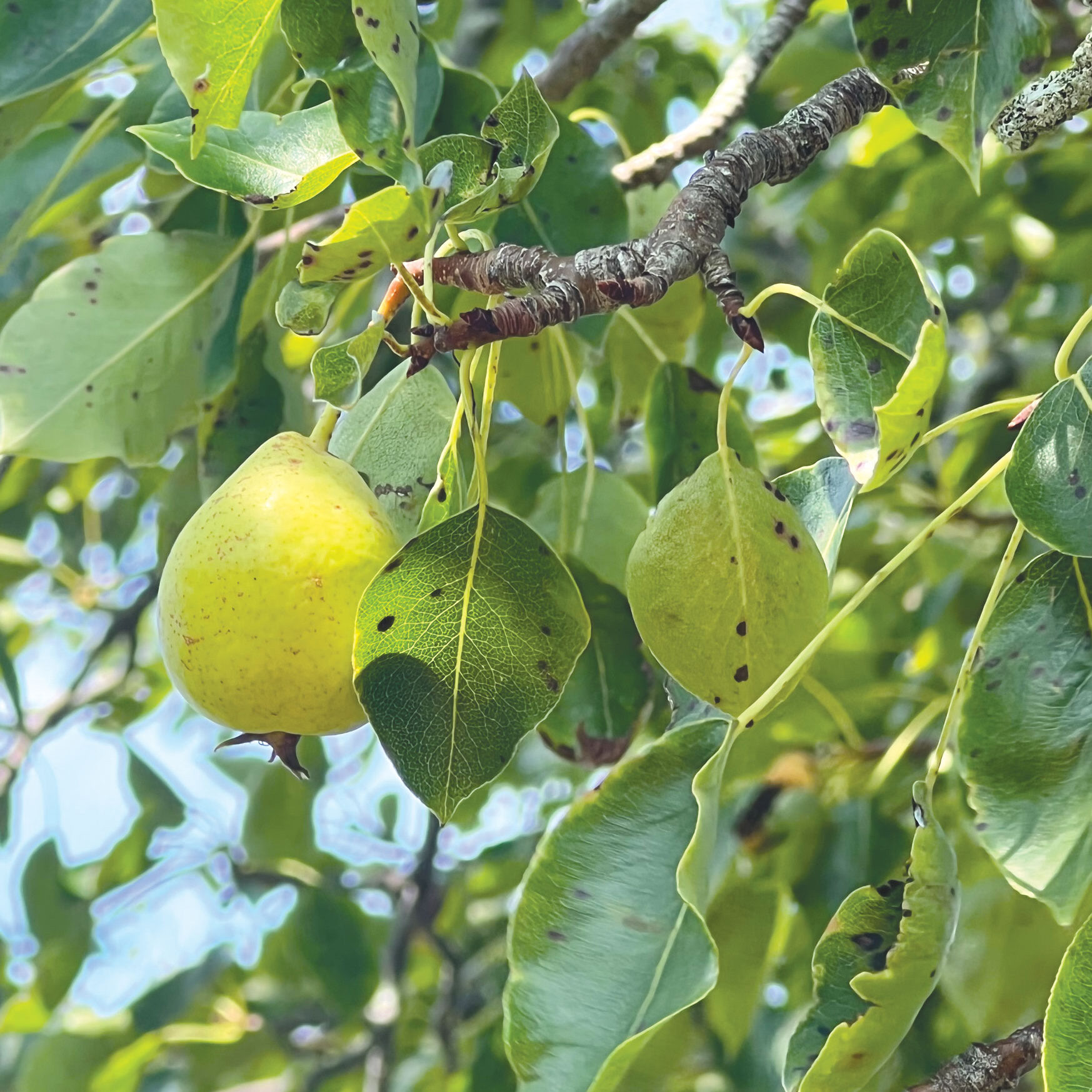 closeup on a tree branch with a yellow pear
