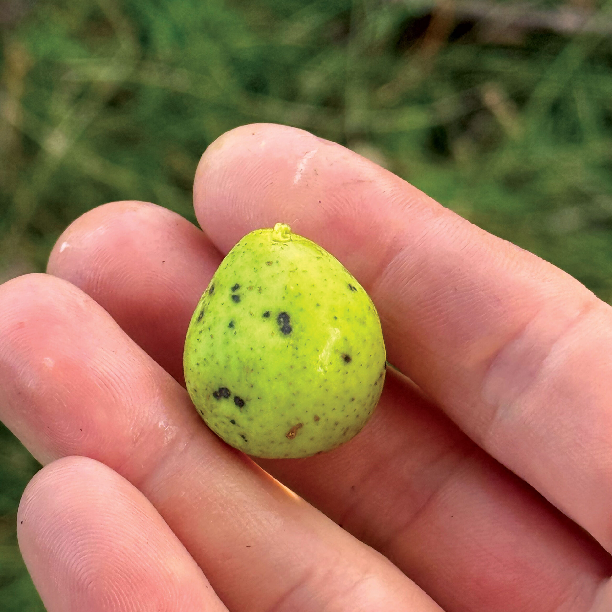hand holding a quarter-sized pear