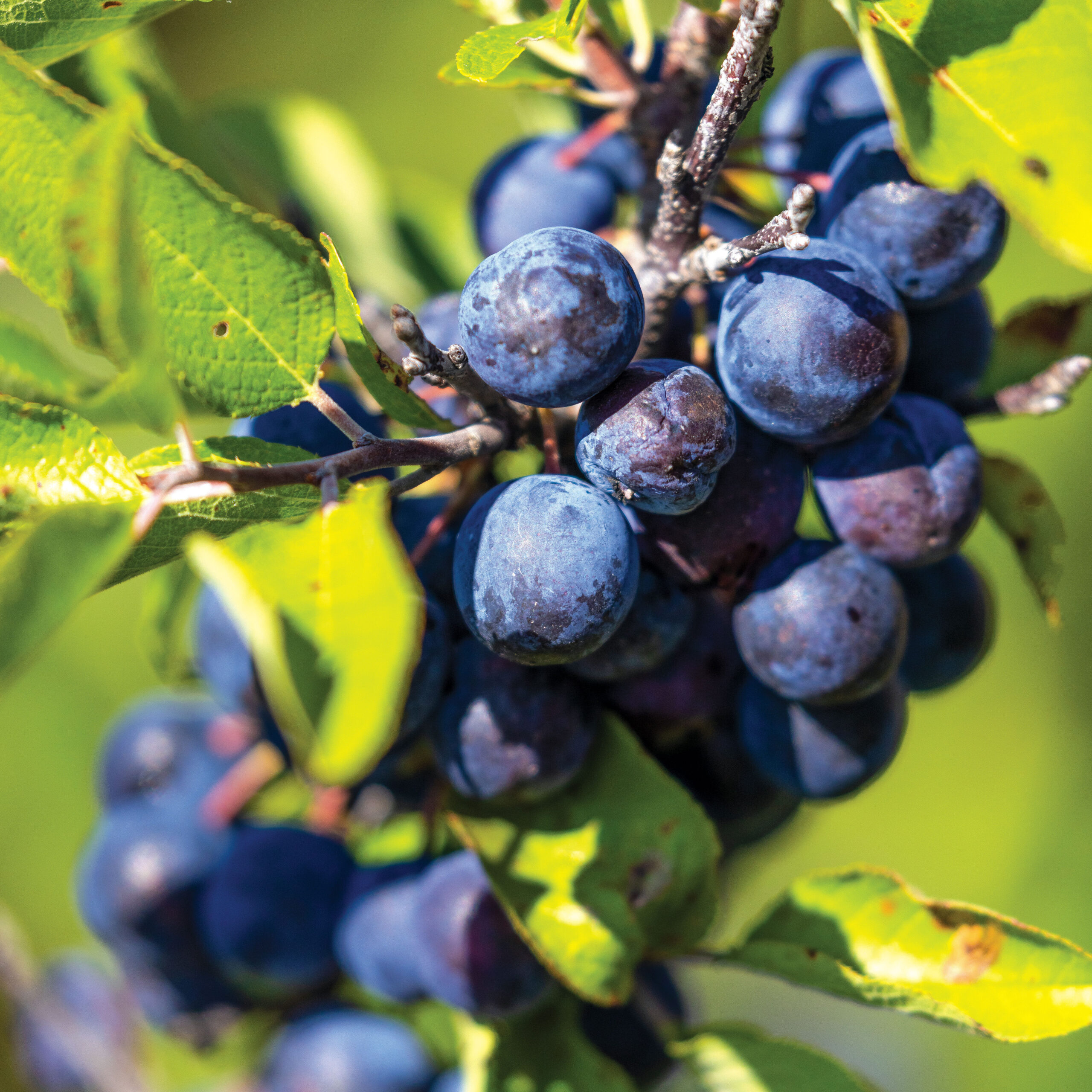 a cluster of violet fruits