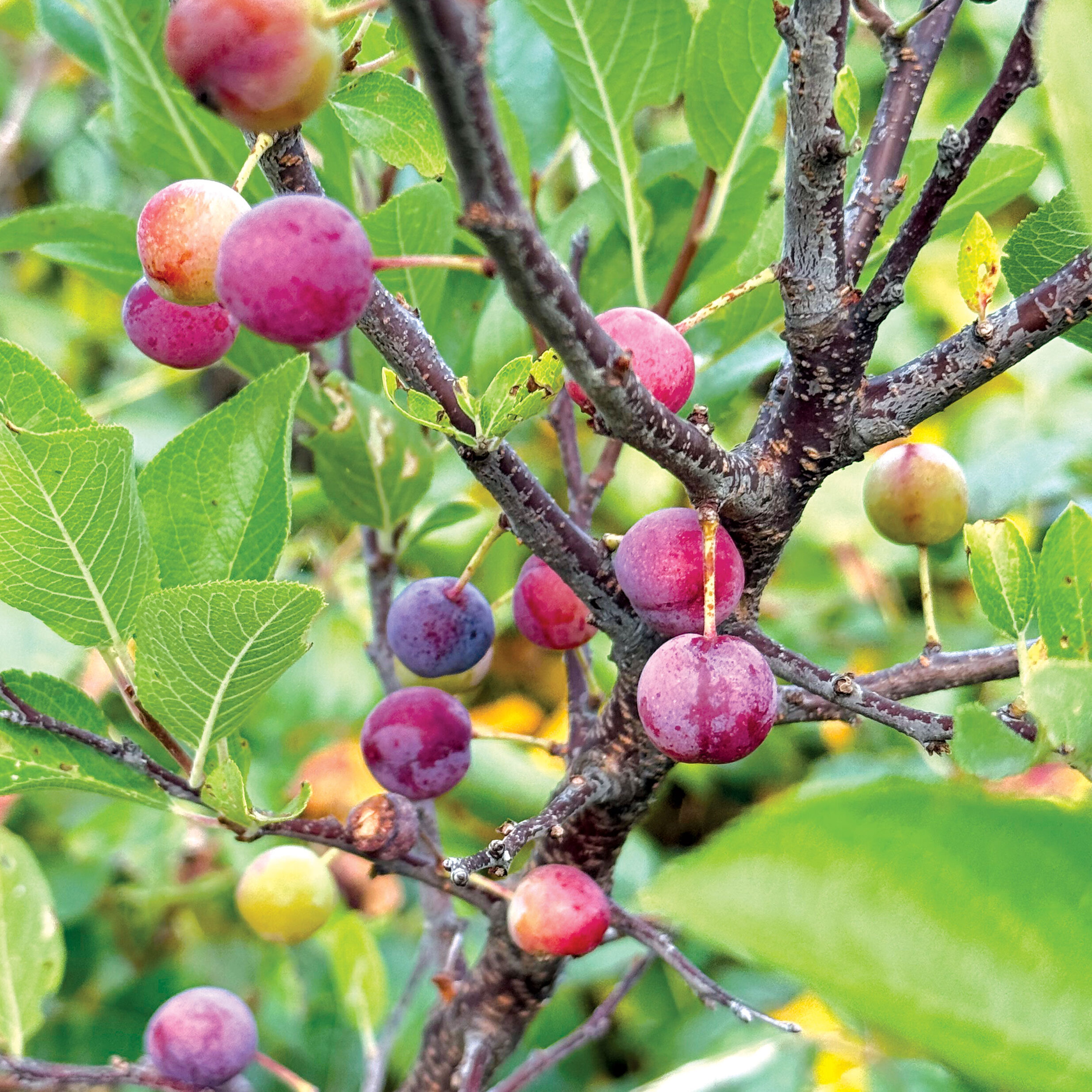 a brand of a tree with small pink/purple fruits