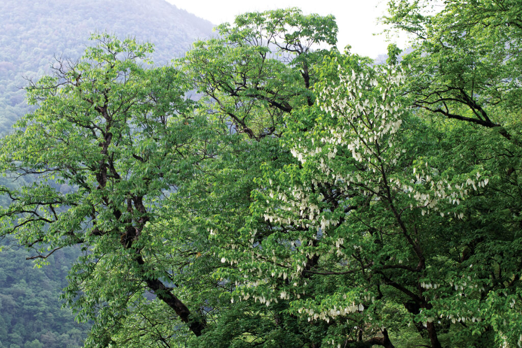 Photograph of the upper branches of large trees in front of a mountainous background.