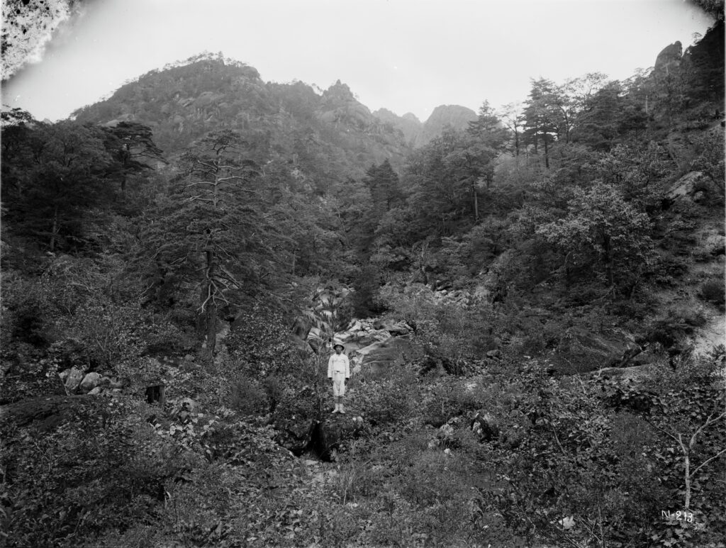 A hillside wooded with Khingan firs, a Koyama spruce grows in the right foreground