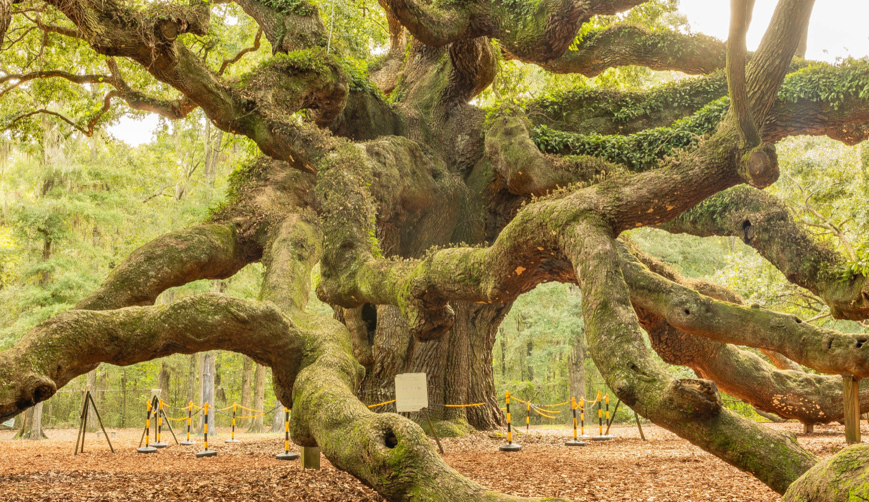 10-Minute Challenge: Angel Oak