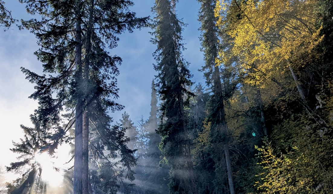 Serbian Spruce—a Tree of Hope