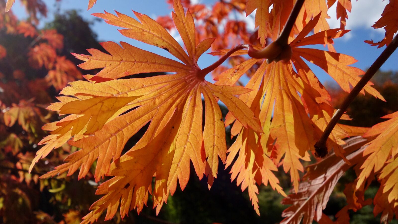 Orange maple leaves against a blue sky