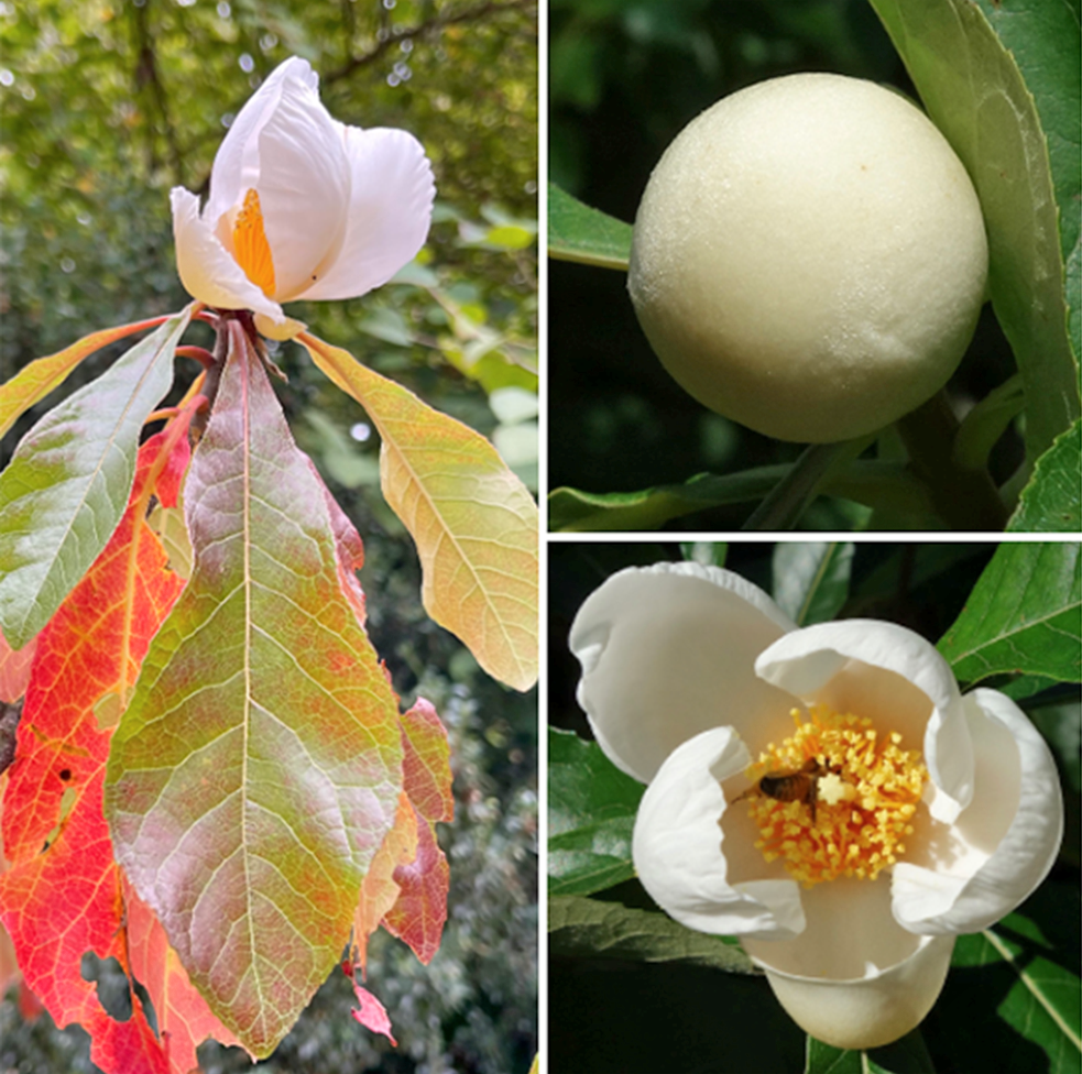 Franlinia flower opening along with the magnificent fall colors of its leaves, a flower bud just before anthesis, and a newly opened flower being pollinated.