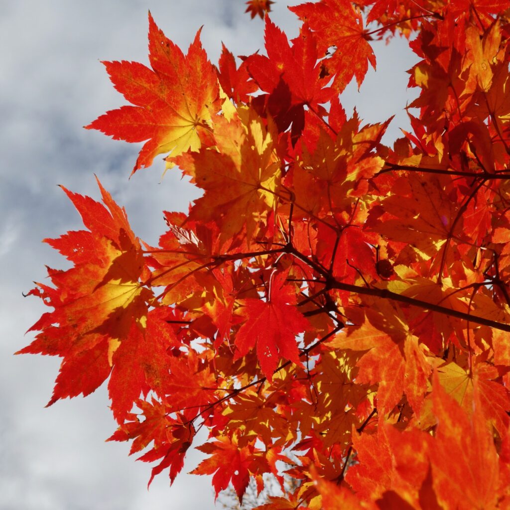 Red maple leaves