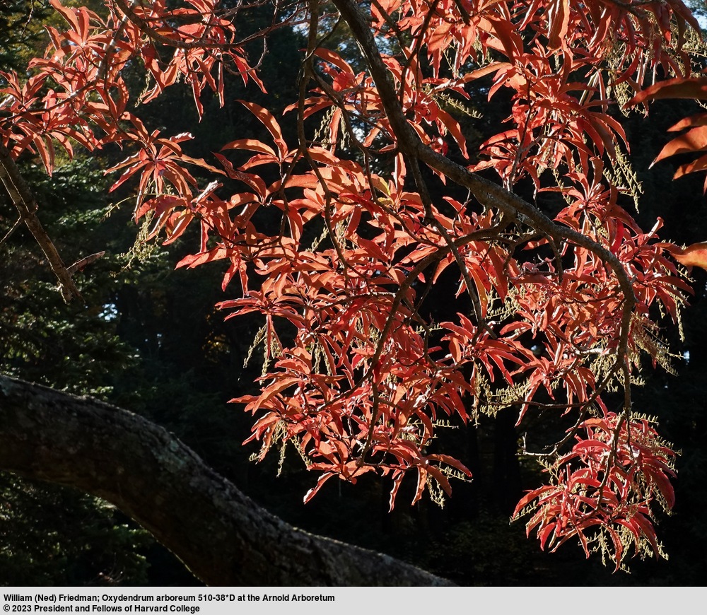 Tree with bright red leaves